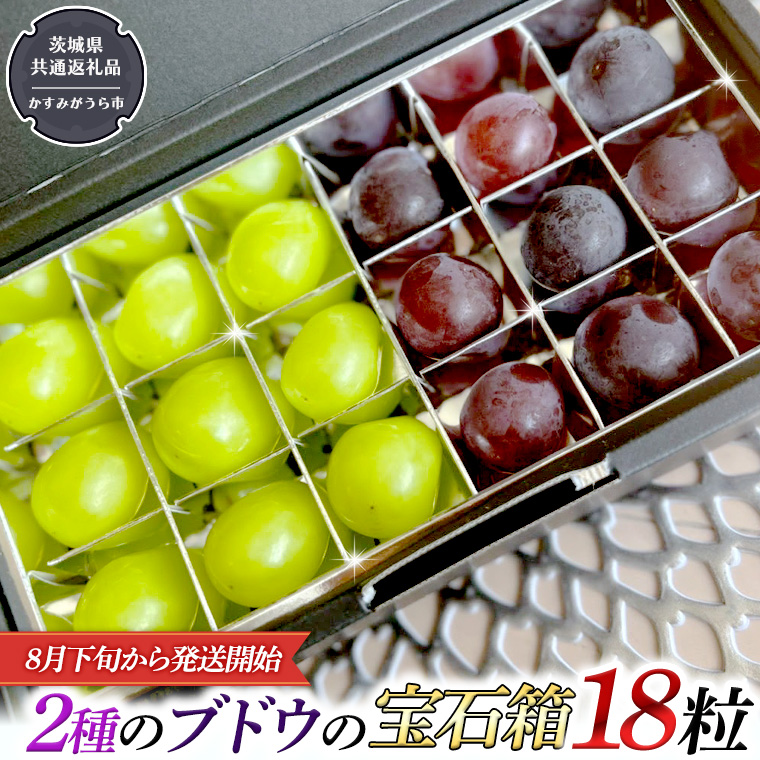 2種類 の ブドウ の 宝石箱 18粒 【令和6年8月下旬から発送開始】 （茨城県共通返礼品：かすみがうら市産） 田舎の頑固おやじが厳選！ 巨峰 ピオーネ マスカット ぶどう フルーツ 果物 [BI329-NT]