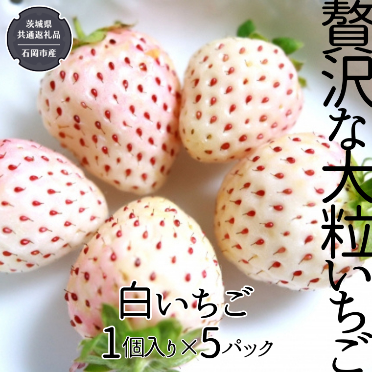 贅沢な大粒いちご 1個入り 白いちご × 5パック 【12月から発送開始】 （県内共通返礼品：石岡市産）  フルーツ 果物 デザート いちご イチゴ 苺 白いちご 季節 [BI357-NT]