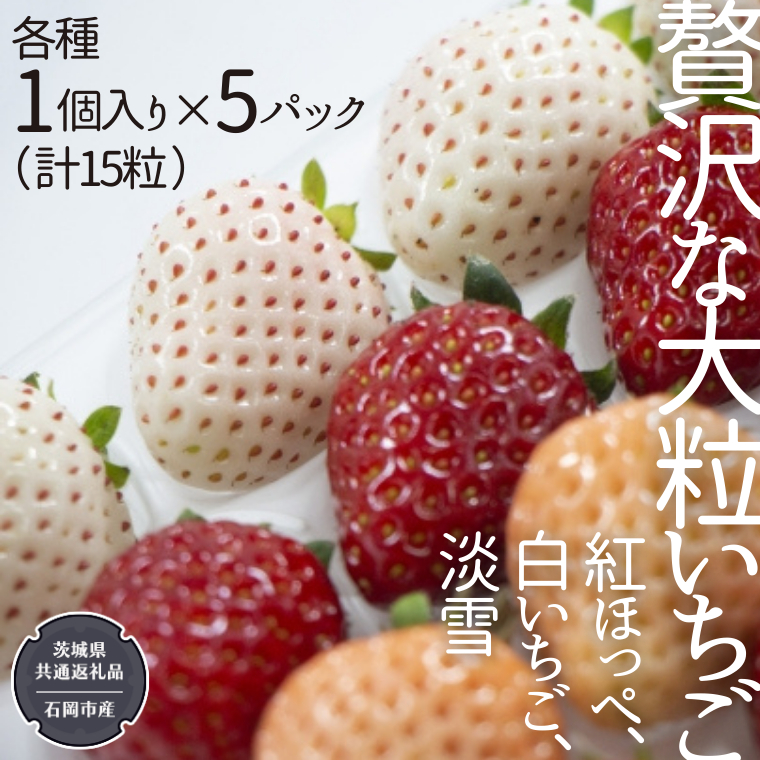 贅沢な大粒いちご 1個入り 紅ほっぺ、白いちご、淡雪 × 各種 5パック（ 計15粒 ） 【12月から発送開始】 （県内共通返礼品：石岡市産） フルーツ 果物 デザート いちご イチゴ 苺 紅ほっぺ 白いちご 季節 [BI356-NT]