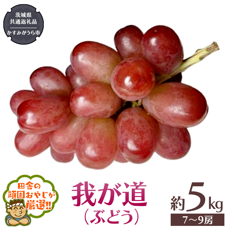 我が道 〈ぶどう〉 約5キロ（7～9房）【令和6年9月から発送開始】 （県内共通返礼品：かすみがうら市産） ぶどう 我が道 果物 フルーツ 季節 旬 [BI391-NT]