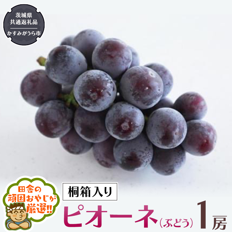 【 桐箱入り 】ピオーネ〈ぶどう〉 1房 【令和6年8月から発送開始】（県内共通返礼品：かすみがうら市産） ぶどう ピオーネ 果物 フルーツ 季節 旬 [BI393-NT]