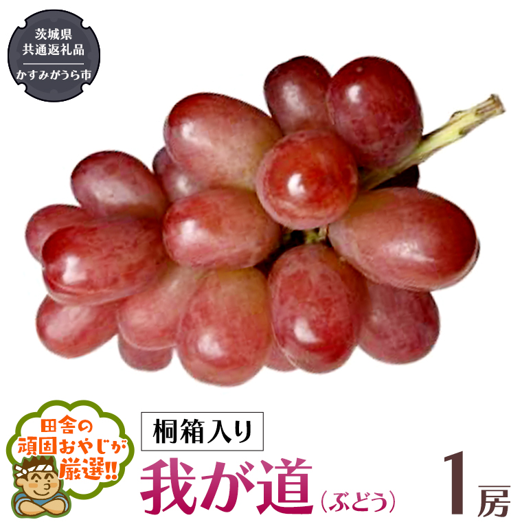 【 桐箱入り 】我が道〈ぶどう〉 1房 【令和6年9月から発送開始】（県内共通返礼品：かすみがうら市産） ぶどう 我が道 果物 フルーツ 季節 旬 [BI394-NT]