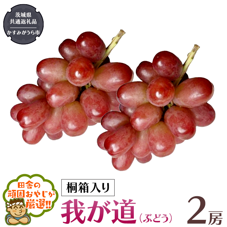 【 桐箱入り 】我が道〈ぶどう〉 2房 【令和6年9月から発送開始】（県内共通返礼品：かすみがうら市産） ぶどう 我が道 果物 フルーツ 季節 旬 [BI395-NT]