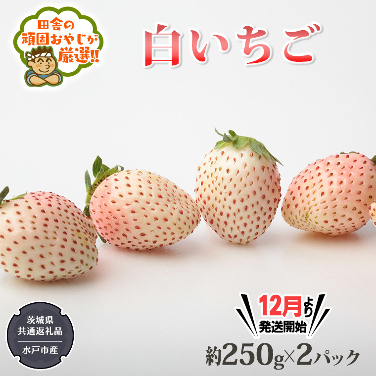 白いちご約250ｇ×2パック【令和6年12月より発送開始】（茨城県共通返礼品：水戸市産）田舎の頑固おやじが厳選！ 茨城県 県産 人気 厳選 果物 くだもの 旬 旬の果物 旬のフルーツ 白イチゴ 白いちご 白苺 いちご イチゴ 苺 [BI229-NT]