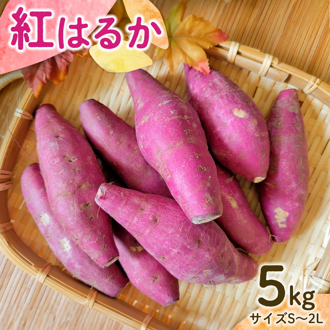 【 先行予約 】 茨城県産 紅はるか 5kg サイズS～2L さつまいも サツマイモ 紅はるか [EG03-NT]