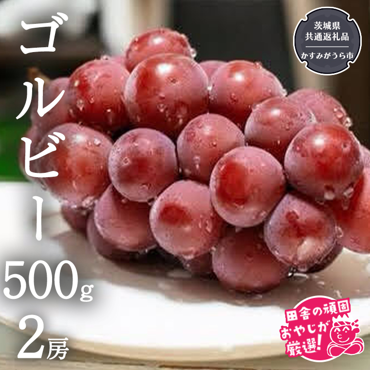 ゴルビー 500g ×2房【令和6年9月より発送開始】（茨城県共通返礼品：かすみがうら市産） ぶどう ブドウ 葡萄 果物 フルーツ 茨城県産 [BI423-NT]