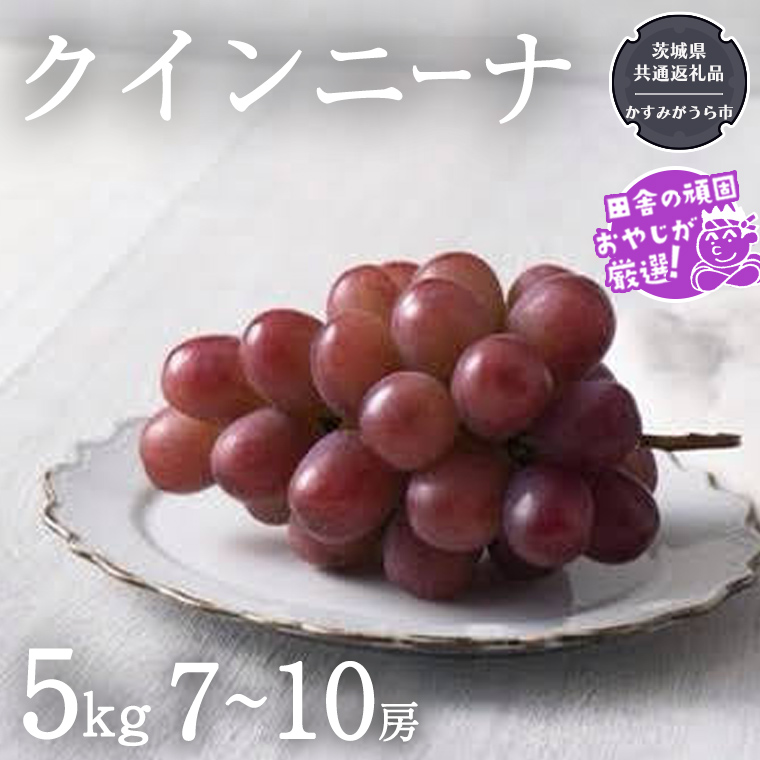 クインニーナ 5kg（7～10房）【令和6年9月より発送開始】（茨城県共通返礼品：かすみがうら市産） ぶどう ブドウ 葡萄 果物 フルーツ 茨城県産 [BI424-NT]