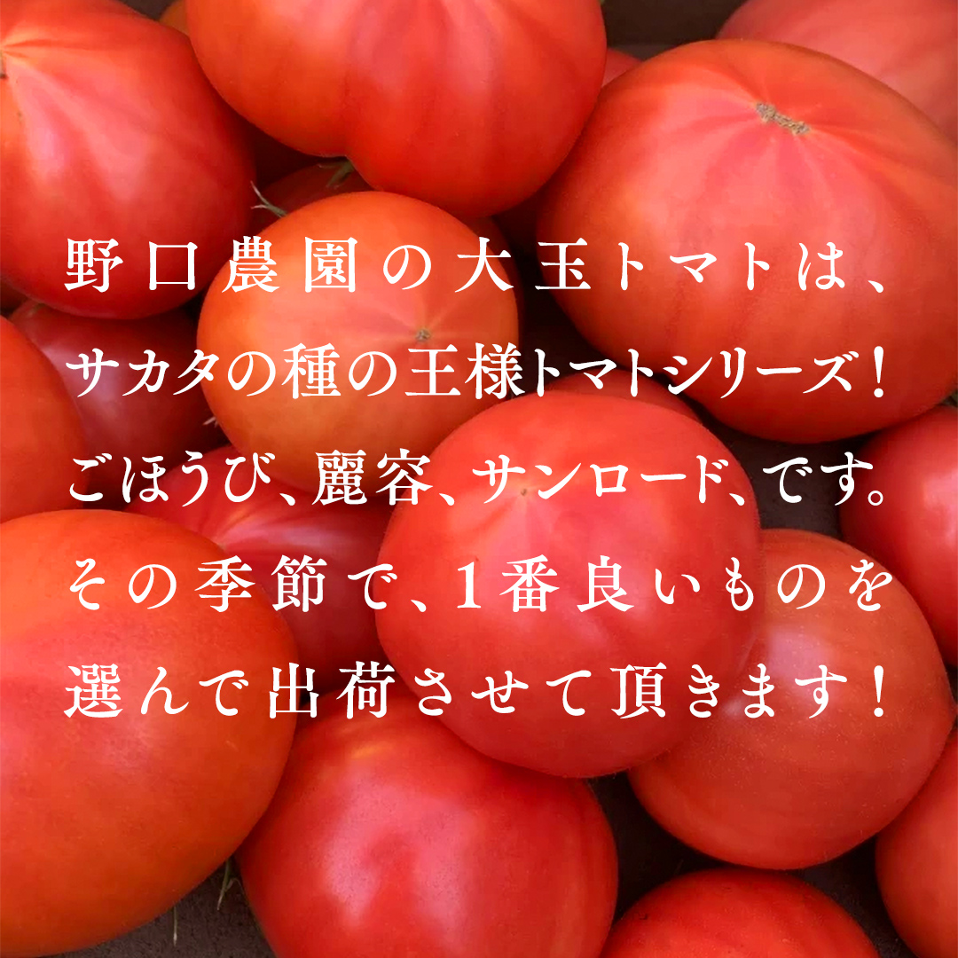 野口農園！ 王様トマト 約2kg ( 8～12個入り )！ ごほうび・麗容・サンロード トマト ごほうび 麗容 サンロード 新鮮 美味しい 野菜 [J007-NT]