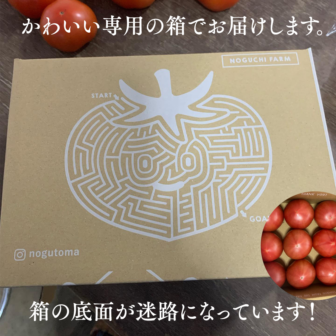 野口農園！ 王様トマト 約2kg ( 8～12個入り )！ ごほうび・麗容・サンロード トマト ごほうび 麗容 サンロード 新鮮 美味しい 野菜 [J007-NT]