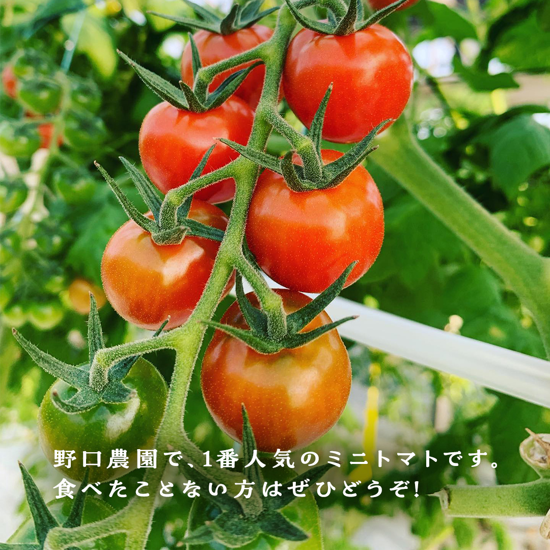 プチぷよ ミニトマト 合計 約1kg （約200g × 5パック） トマト ミニトマト プチぷよ 新鮮 美味しい 野菜 [J008-NT]