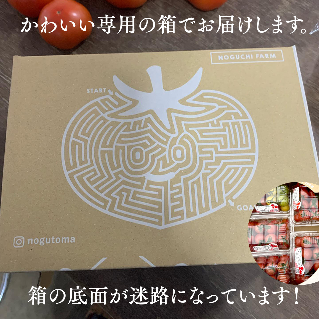 プチぷよ ミニトマト 合計 約1kg （約200g × 5パック） トマト ミニトマト プチぷよ 新鮮 美味しい 野菜 [J008-NT]