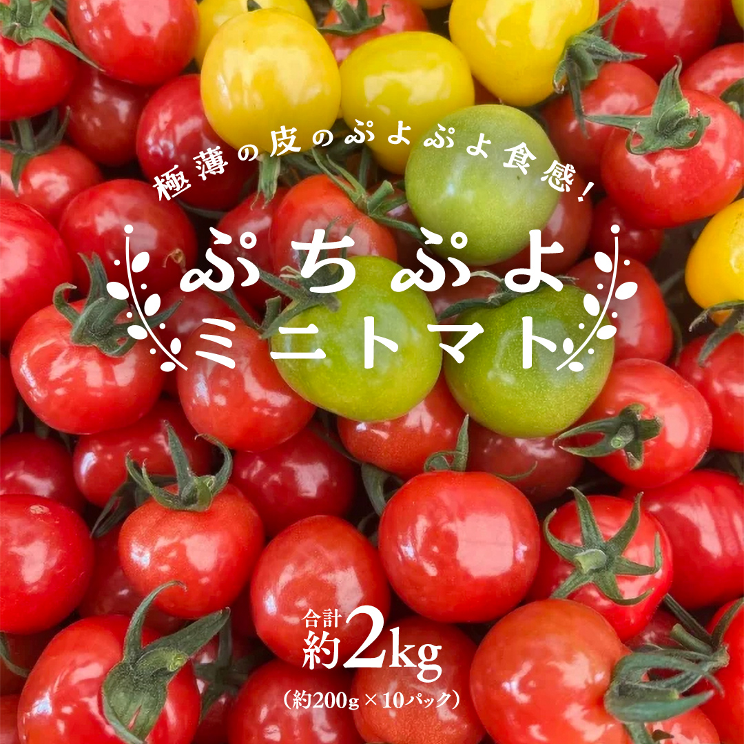 プチぷよ ミニトマト 合計約2kg （約200g × 10パック） トマト ミニトマト プチぷよ 新鮮 美味しい 野菜 [J009-NT]