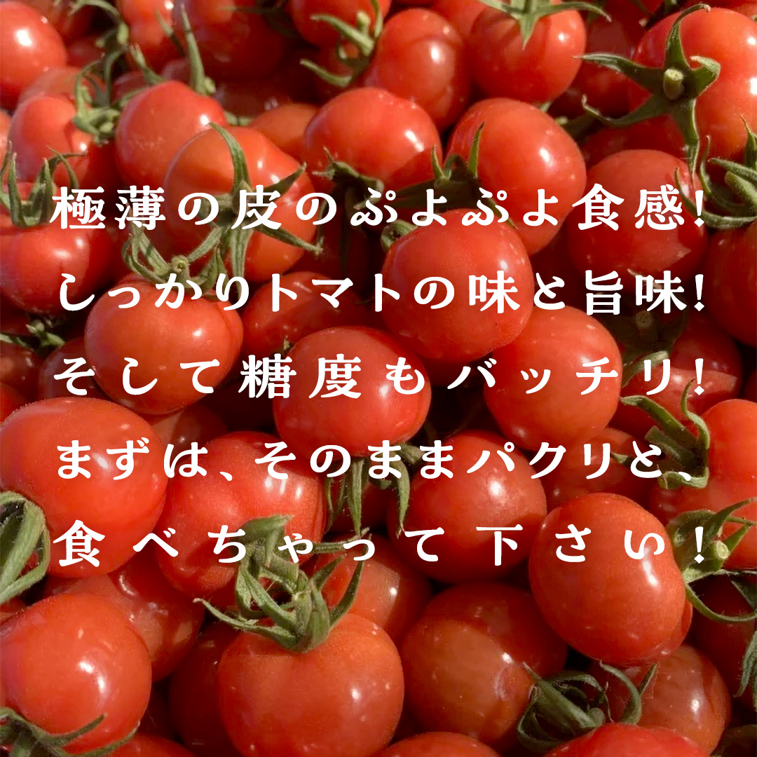 プチぷよ ミニトマト 合計約2kg （約200g × 10パック） トマト ミニトマト プチぷよ 新鮮 美味しい 野菜 [J009-NT]