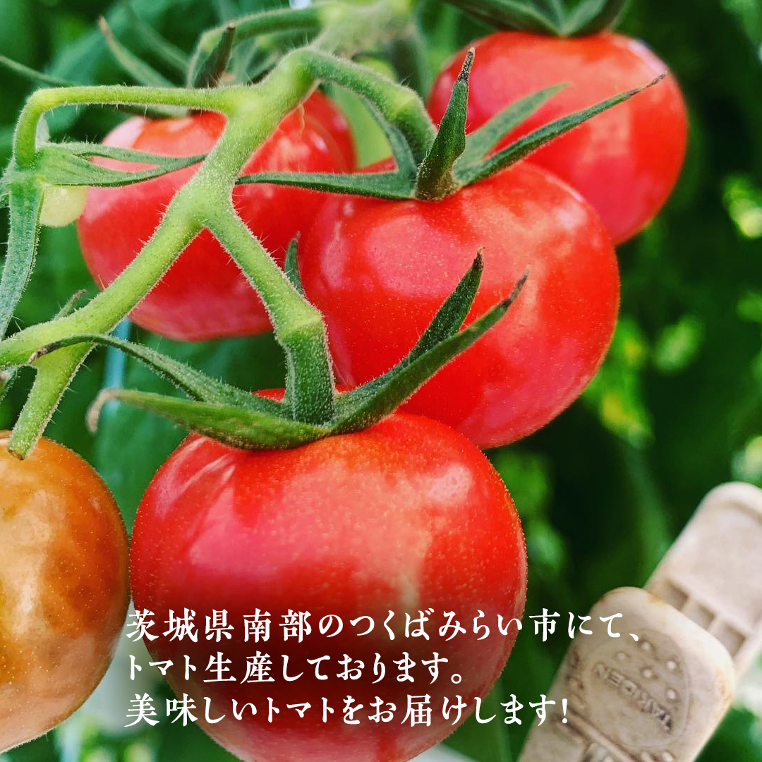 ぜいたくトマト！ 約2kg × 2 合計 約4kg ( 18～24個 ) トマト 大玉トマト 新鮮 美味しい 野菜 [J011-NT]