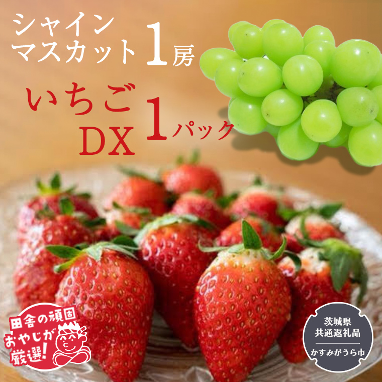 シャインマスカット1房といちごDX1パック【令和6年12月より発送開始】（茨城県共通返礼品：かすみがうら市産） 詰め合わせ 果物 フルーツ 茨城県産 [BI439-NT]