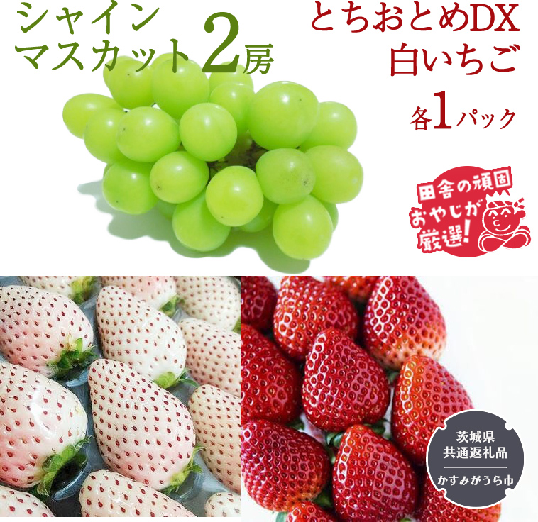 シャインマスカット2房 とちおとめDX1パック 白いちご1パック【令和6年12月より発送開始】（茨城県共通返礼品：かすみがうら市産） 詰め合わせ 果物 フルーツ 茨城県産 [BI441-NT]