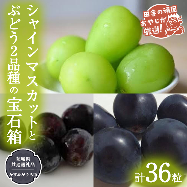 「粒々ぶどう36粒」 シャインマスカット と ぶどう2品種の宝石箱【令和6年8月より発送開始】（茨城県共通返礼品：かすみがうら市産） ぶどう ブドウ 葡萄 果物 フルーツ 茨城県産 [BI444-NT]