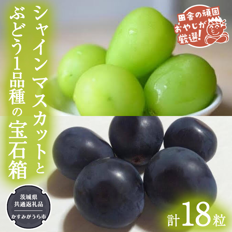 「粒々ぶどう18粒」 シャインマスカット と ぶどう1品種の宝石箱【令和6年8月より発送開始】（茨城県共通返礼品：かすみがうら市産） ぶどう ブドウ 葡萄 果物 フルーツ 茨城県産 [BI446-NT]