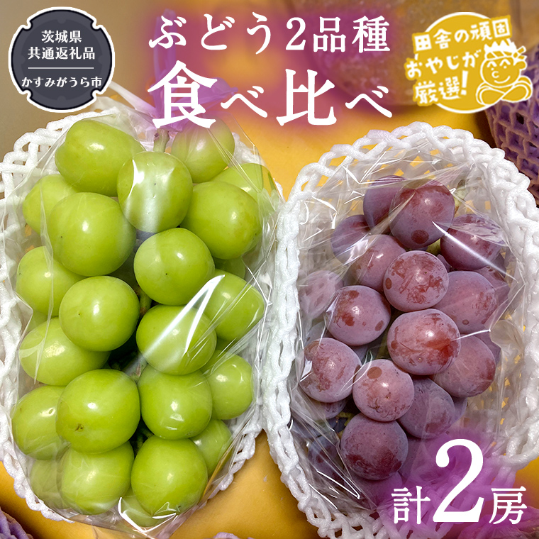 ぶどう2品種食べ比べ（各1房ずつ）【令和5年8月より発送開始】（茨城県共通返礼品：かすみがうら市産） ブドウ 葡萄 果物 フルーツ 茨城県産 [BI450-NT]