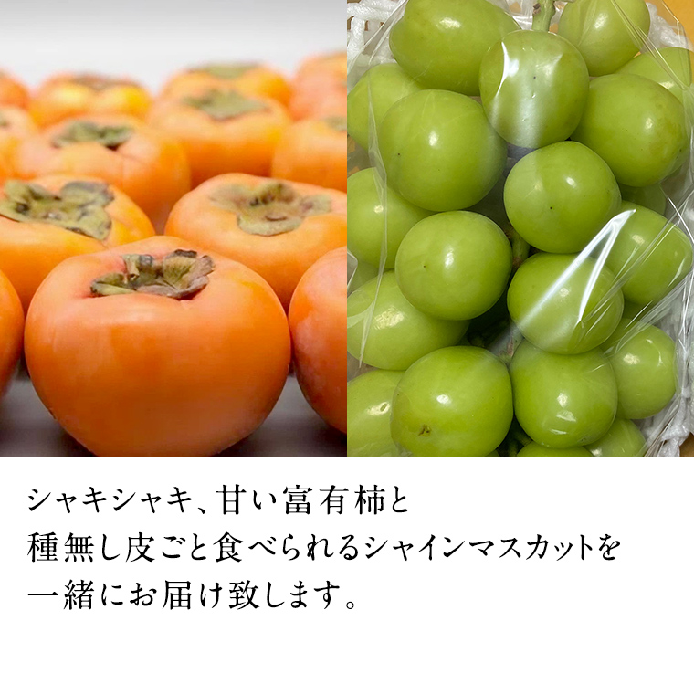 富有柿15個 と シャインマスカット2房【令和6年11月より発送開始】（茨城県共通返礼品：石岡市産） 詰め合わせ 果物 フルーツ 茨城県産 [BI461-NT]