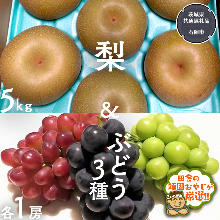 梨5kg と ぶどう 3品種（各1房）【令和6年8月より発送開始】（茨城県共通返礼品：石岡市産） 詰め合わせ 果物 フルーツ 茨城県産 [BI465-NT]