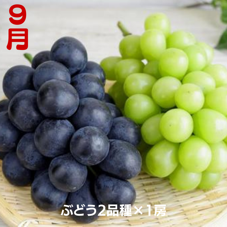 【 定期便 】 茨城のフルーツ 3ヶ月連続お届け便 【2025年8月から発送開始】（県内共通返礼品：石岡市産） フルーツ 果物 定期便 秋 季節 梨 ブドウ ぶどう 柿 茨城 [BI348-NT]