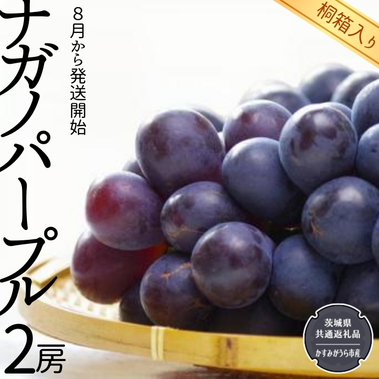 【 桐箱入り 】 ナガノパープル 2房 【令和6年8月から発送開始】（県内共通返礼品：かすみがうら市産） 果物 フルーツ マスカット ぶどう ギフト 贈答 プレゼント 桐箱 [BI339-NT]