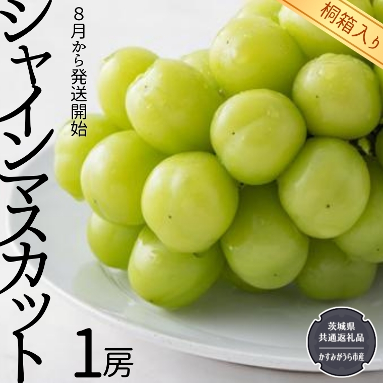 【 桐箱入り 】 シャインマスカット 1房 【令和6年8月から発送開始】（県内共通返礼品：かすみがうら市産） 果物 フルーツ ぶどう マスカット ギフト 贈答 プレゼント 桐箱 [BI336-NT]