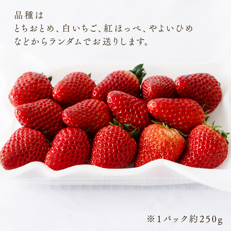 【 定期便 】 合計3kgお届け いちご の3ヶ月連続お届け便 （1回：250g×4パック）×3回 【令和7年1月から発送開始】（県内共通返礼品：石岡市産） 果物 フルーツ イチゴ 苺 白いちご 白苺 とちおとめ 白いちご 紅ほっぺ やよいひめ 定期便 [BI346-NT]