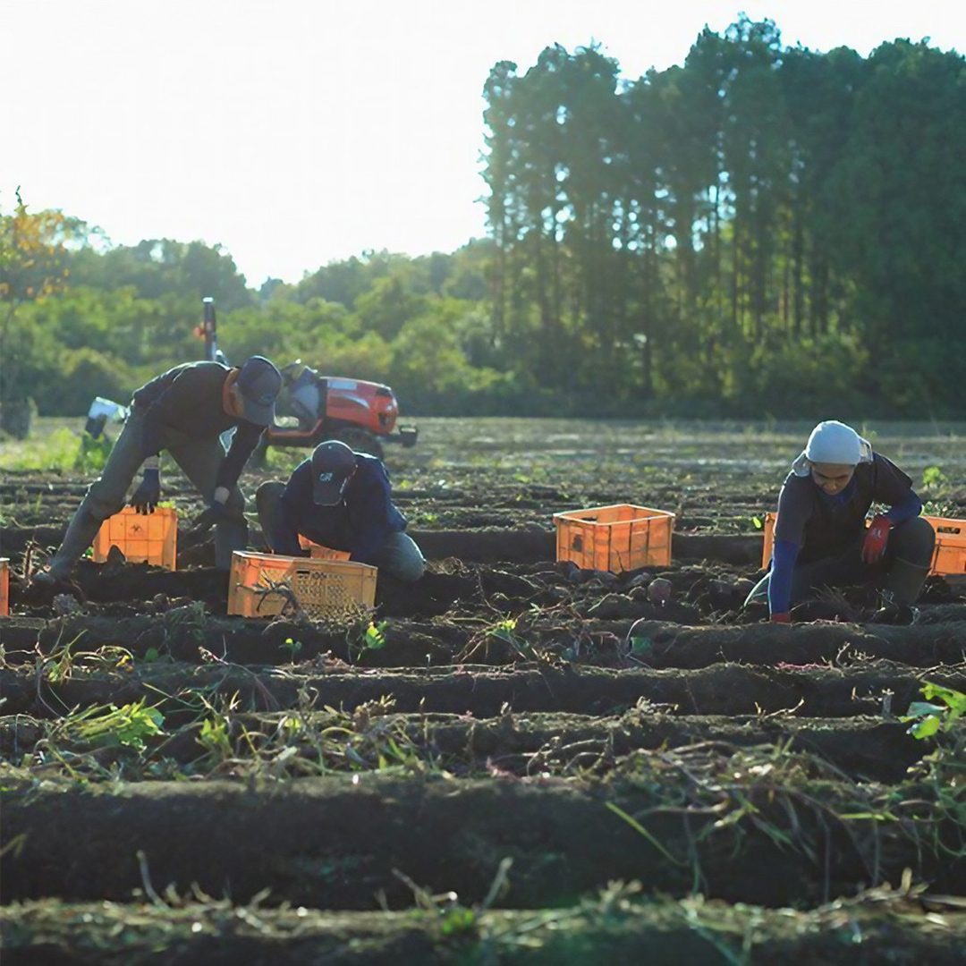 つくばみらい市産 さつまいも 紅はるか 土付き5kg サイズ未選別 サツマイモ つくばみらい いも 照沼 食物繊維 しっとり 甘い 人気 焼き芋 大学芋 天ぷら 味噌汁 お菓子 送料無料 茨城県産 有機栽培 無農薬 さつま芋 薩摩芋 有機JAS 工場直送 [DY01-NT]