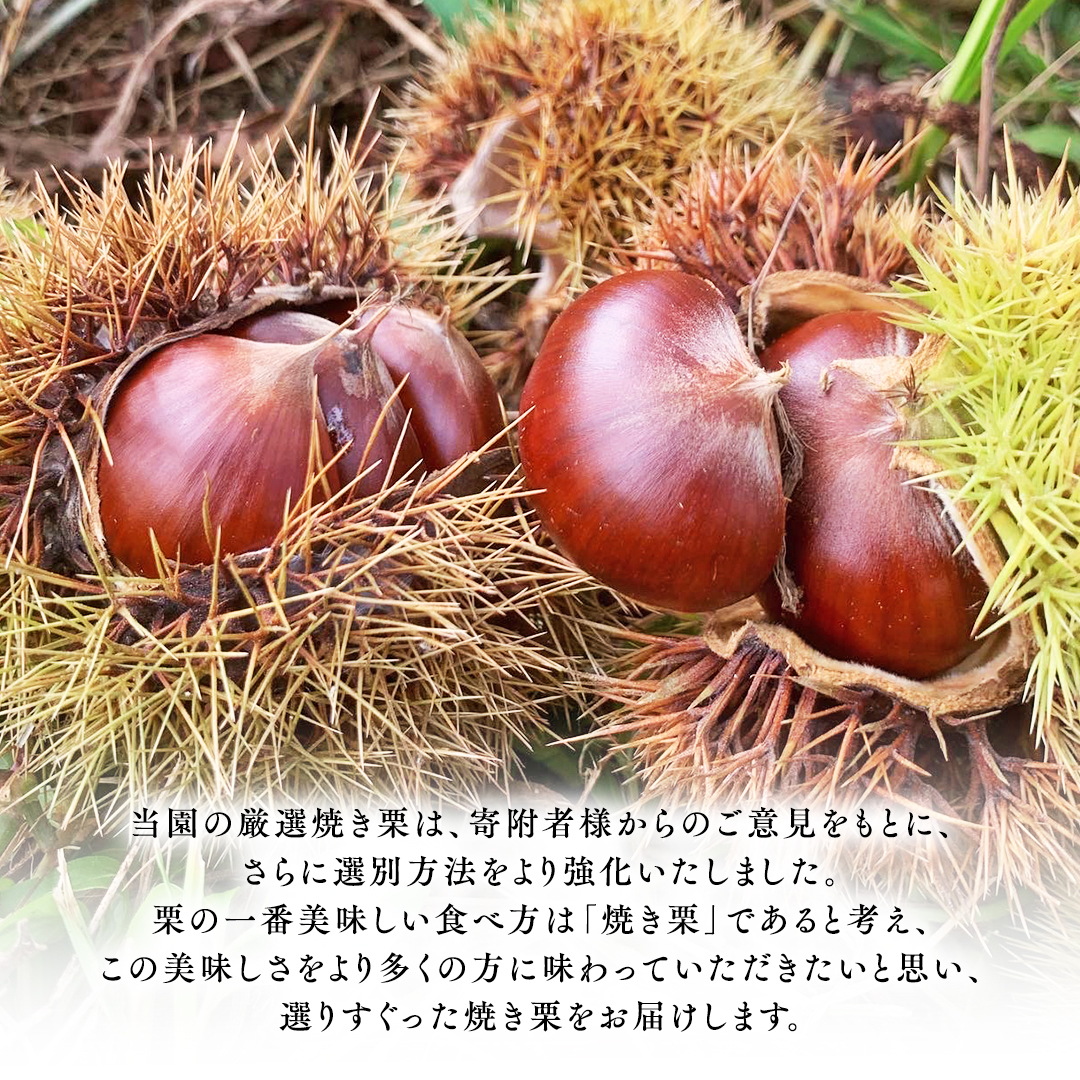 庄七農園 厳選『 最高等級 』氷蔵熟成 焼き和栗 1kg 10月下旬発送開始 茨城 お取り寄せ 茨城県産 栗 くり 焼栗 おやつ スイーツ 茨城 和栗 美味しい 果物 フルーツ 庄七農園 [BK16-NT]