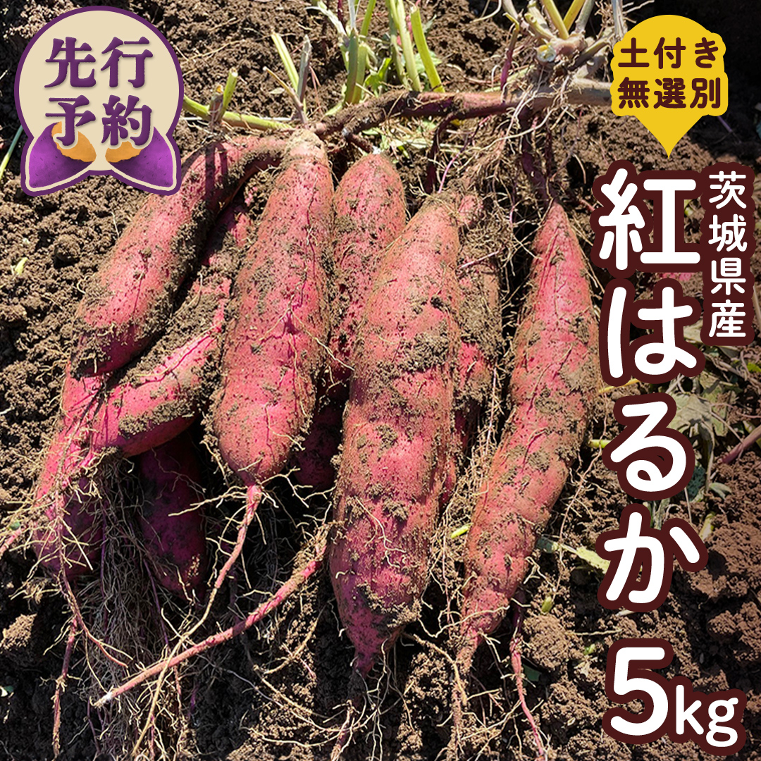 茨城県産 紅はるか 5kg 土付き 無選別 熟成 さつまいも 生芋 芋 サツマイモ 農薬不使用 化学肥料不使用 甘い 焼き芋 スイートポテト ねっとり [DX08-NT]