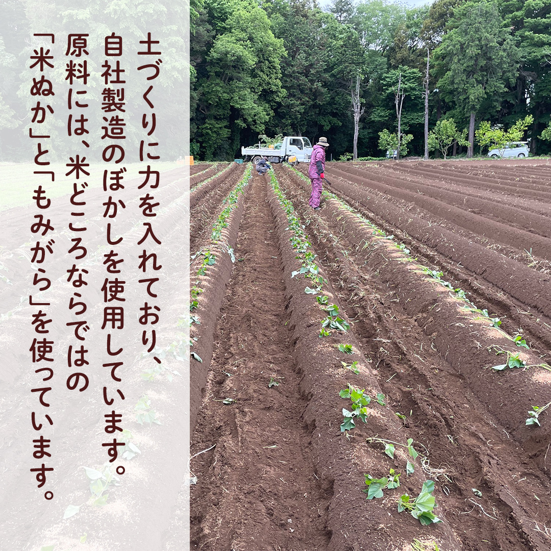 【 先行予約 】 土付き無選別 茨城県産 紅はるか 5kg 【 2024年11月より順次発送 】 さつまいも 芋 サツマイモ 甘い 焼き芋 スイートポテト ねっとり 土付き 無選別 [DX08-NT]