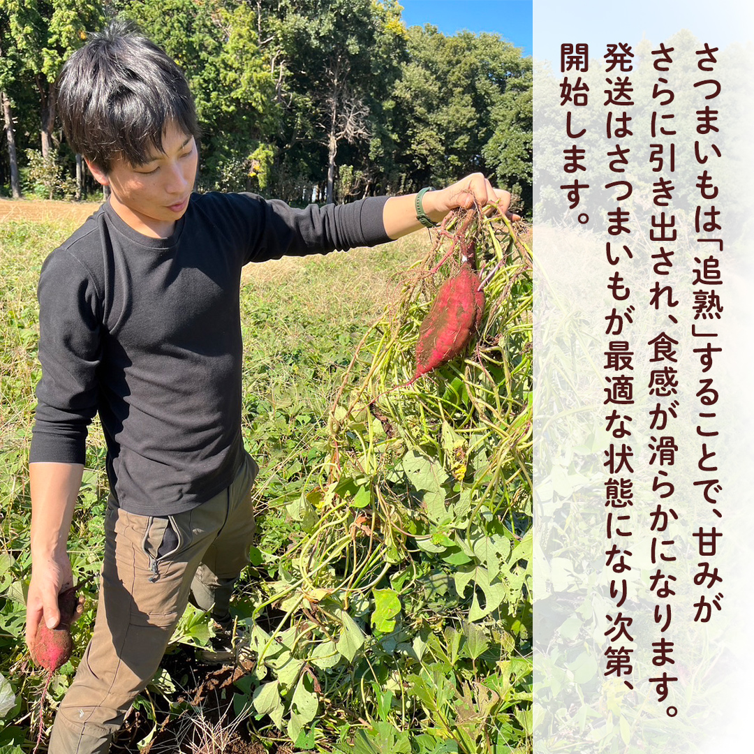 【 先行予約 】 土付き無選別 茨城県産 紅はるか 5kg 【 2024年11月より順次発送 】 さつまいも 芋 サツマイモ 甘い 焼き芋 スイートポテト ねっとり 土付き 無選別 [DX08-NT]