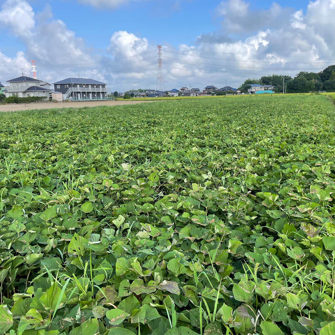 【 先行予約 】 土付き無選別 茨城県産 紅はるか 5kg 【 2024年11月より順次発送 】 さつまいも 芋 サツマイモ 甘い 焼き芋 スイートポテト ねっとり 土付き 無選別 [DX08-NT]