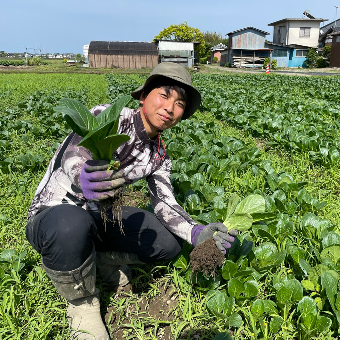 【 先行予約 】 土付き無選別 茨城県産 紅はるか 5kg 【 2024年11月より順次発送 】 さつまいも 芋 サツマイモ 甘い 焼き芋 スイートポテト ねっとり 土付き 無選別 [DX08-NT]