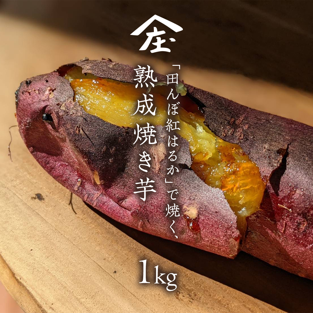 「田んぼ 紅はるか」で焼く、熟成焼き芋 1kg (500g×2梱包) 焼き芋 芋 さつまいも おやつ スイーツ 茨城 庄七農園 [BK22-NT]