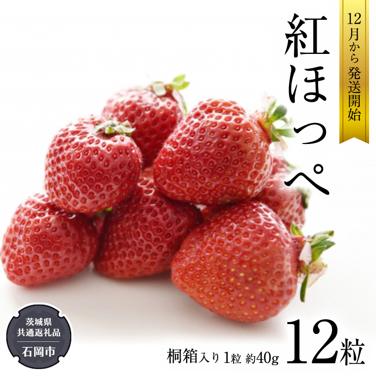 紅ほっぺ いちご 桐箱入り 12粒 【12月から発送開始】 （県内共通返礼品：石岡市産） フルーツ 果物 デザート イチゴ 苺 季節 桐箱 贈答 [BI351-NT]