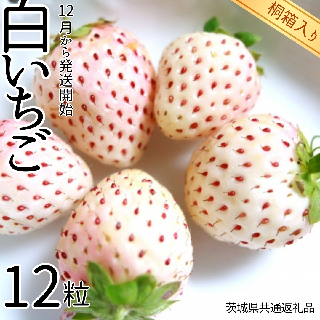 白いちご 桐箱入り 12粒 【12月から発送開始】 （県内共通返礼品：石岡市産） フルーツ 果物 デザート いちご イチゴ 苺 白苺 季節 桐箱 贈答 [BI353-NT]