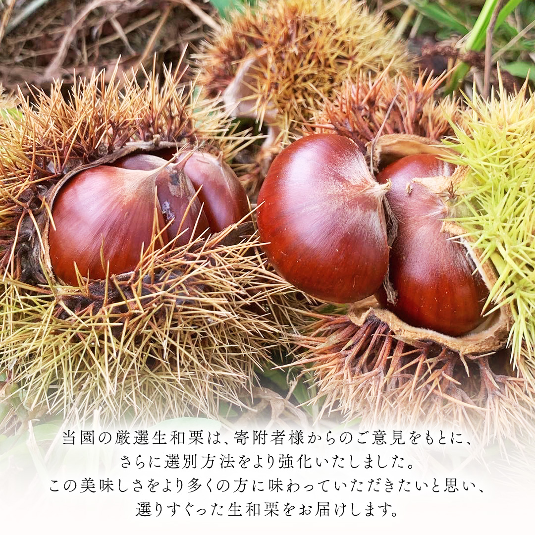 厳選 生和栗 2kg 【庄七農園】 栗 果樹 生栗 栗ご飯 渋皮煮 甘露煮 マロングラッセ フルーツ 茨城県 和栗  [BK41-NT]