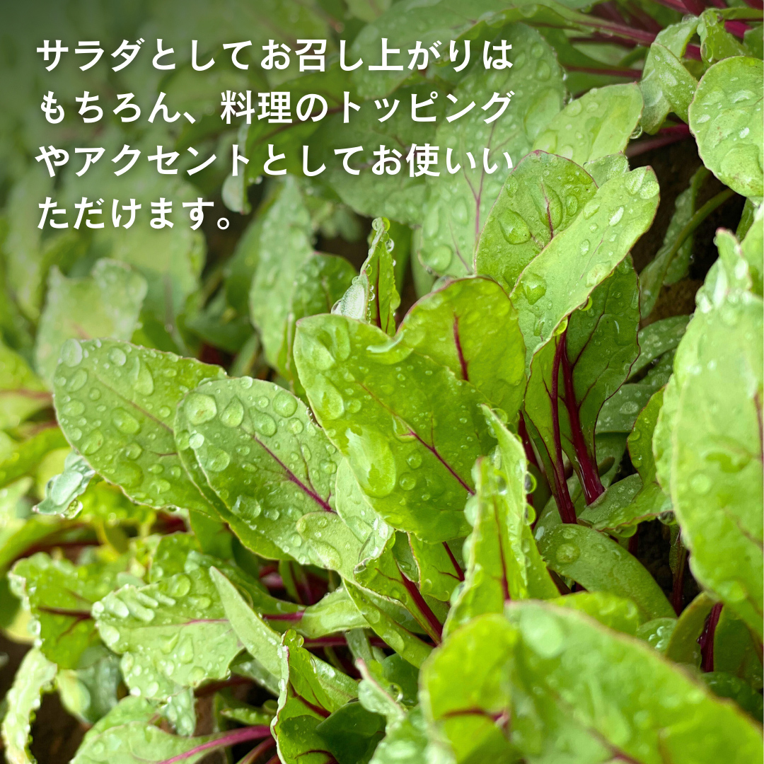 【 定期便 】全3回隔月でお届け！ 黒澤農園 の ベビーリーフサラダ （ 80g × 4パック ）ファミリーサイズ ベビーリーフ サラダ 生野菜 食べやすい 若葉 ファミリー 旬 新鮮 国産 彩り 頒布会 野菜 葉野菜 国産 直送 定期 [DS05-NT]