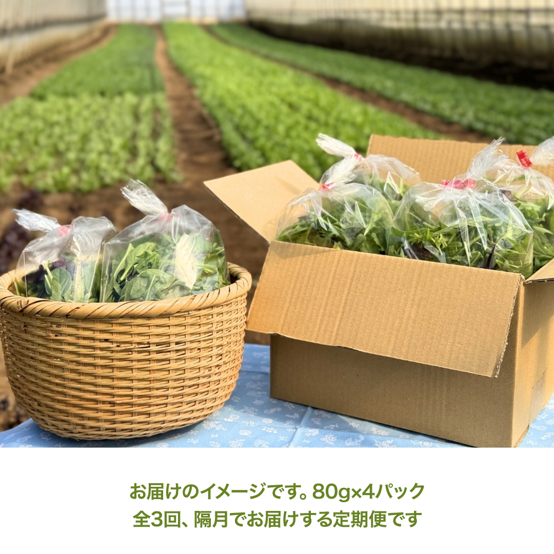 【 定期便 】全3回隔月でお届け！ 黒澤農園 の ベビーリーフサラダ （ 80g × 4パック ）ファミリーサイズ ベビーリーフ サラダ 生野菜 食べやすい 若葉 ファミリー 旬 新鮮 国産 彩り 頒布会 野菜 葉野菜 国産 直送 定期 [DS05-NT]