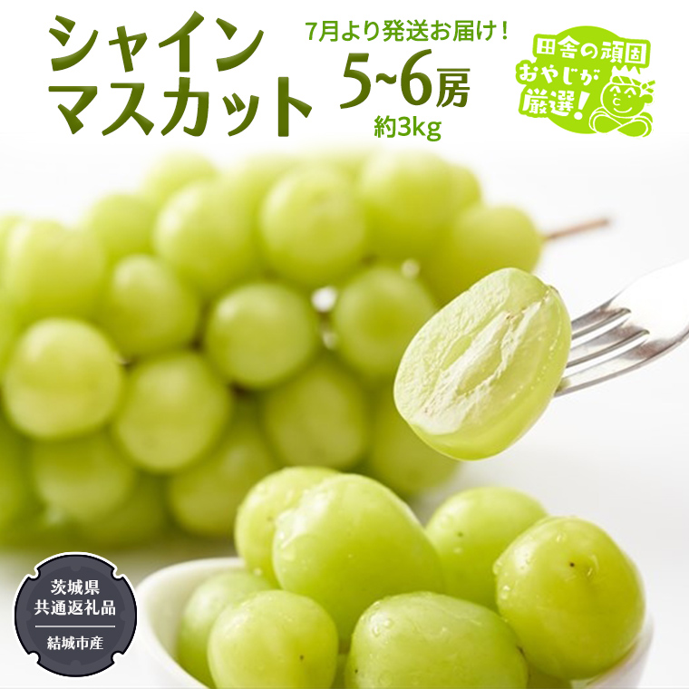 シャインマスカット約3kg 5～6房 【2025年7月より発送開始】（茨城県共通返礼品 [ぶどう]：結城市産） マスカット 種なし 高糖度 ギフト 甘い 美味しい フルーツ [BI263-NT]