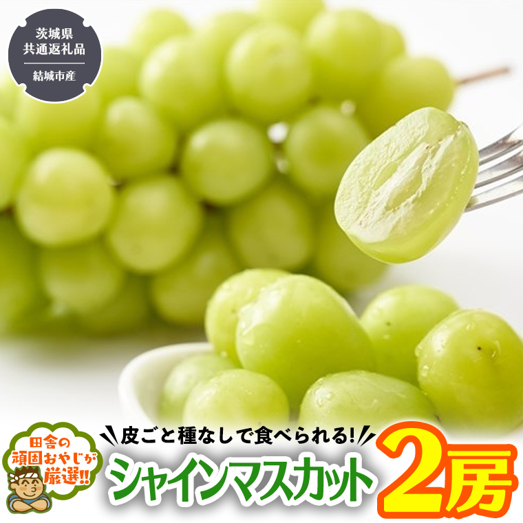 田舎の頑固おやじが厳選！シャインマスカット2房【2025年8月から発送開始】（茨城県共通返礼品 [ぶどう]：結城市産） マスカット 種なし 高糖度 ギフト お中元 甘い 美味しい フルーツ ぶどう [BI55-NT]
