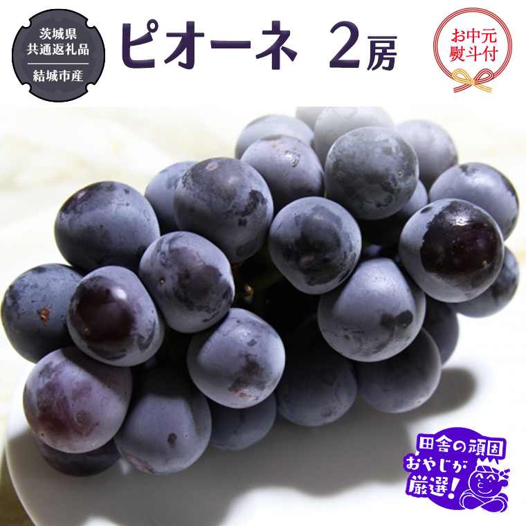 【お中元 熨斗付】 ピオーネ 2房 【2026年7月より発送開始】 （茨城県共通返礼品 [ぶどう]：結城市産） 田舎の頑固おやじが厳選！  ぶどう ブドウ 葡萄 大粒 ギフト お中元 甘い フルーツ 美味しい [BI268-NT]