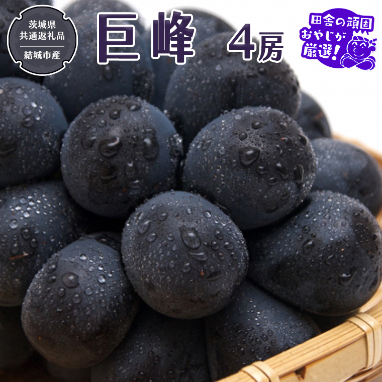 巨峰 4房 【2026年8月より発送開始】（茨城県共通返礼品 [ぶどう]：結城市産）田舎の頑固おやじが厳選！ ぶどう ブドウ 葡萄 高糖度 大粒 甘い フルーツ 美味しい [BI294-NT]