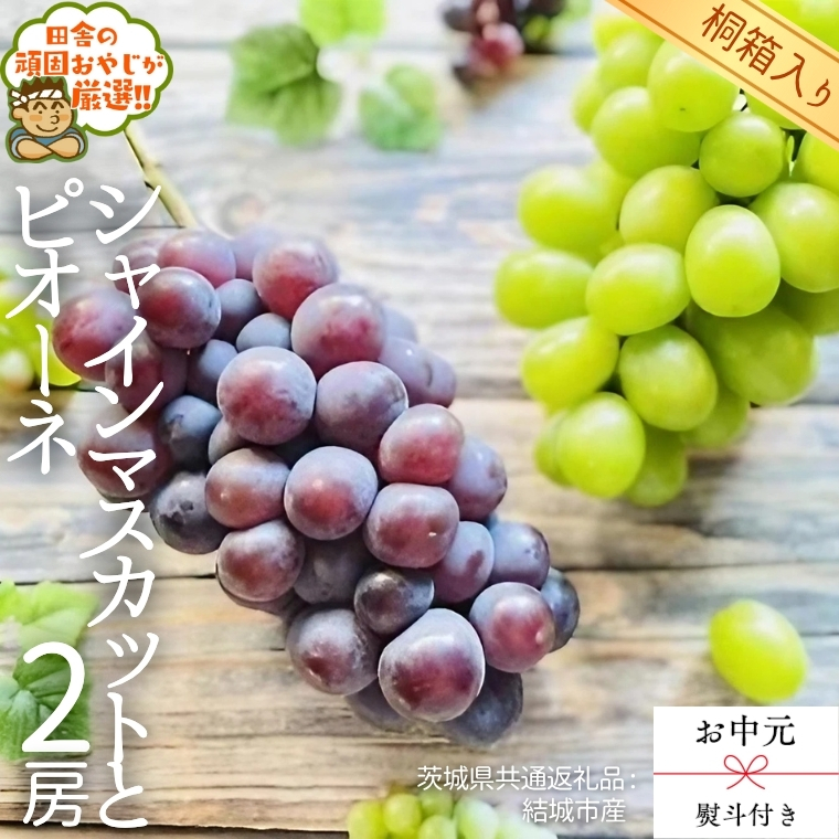 【 お中元 熨斗 付 】【 桐箱入り 】 シャインマスカットとピオーネ （各種1房ずつ）【2026年8月より発送開始】（茨城県共通返礼品 [ぶどう]：結城市産）  シャインマスカット ピオーネ ぶどう 果物 フルーツ 季節 旬 [BI409-NT]