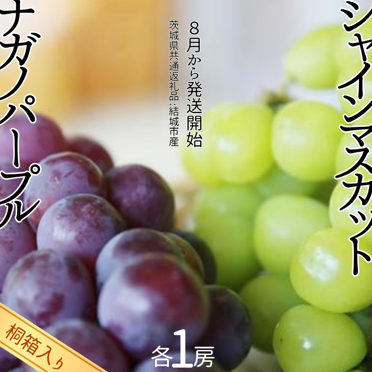 【 桐箱入り 】 シャインマスカット 1房 と ナガノパープル 1房 【2026年8月から発送開始】（茨城県共通返礼品 [ぶどう]：結城市産） 果物 フルーツ マスカット ぶどう ギフト 贈答 プレゼント 桐箱 [BI340-NT]