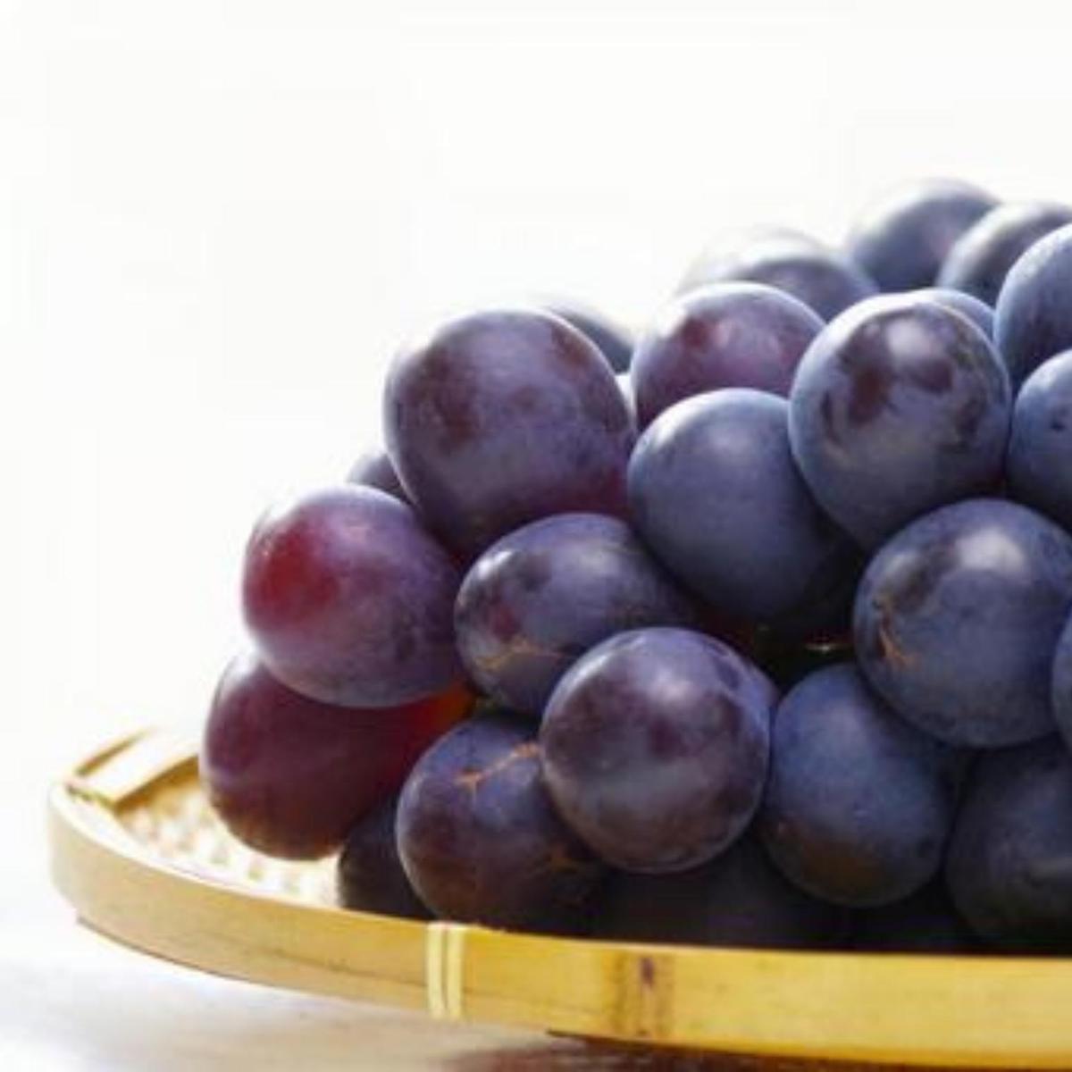 【 桐箱入り 】 シャインマスカット 1房 と ナガノパープル 1房 【2026年8月から発送開始】（茨城県共通返礼品 [ぶどう]：結城市産） 果物 フルーツ マスカット ぶどう ギフト 贈答 プレゼント 桐箱 [BI340-NT]