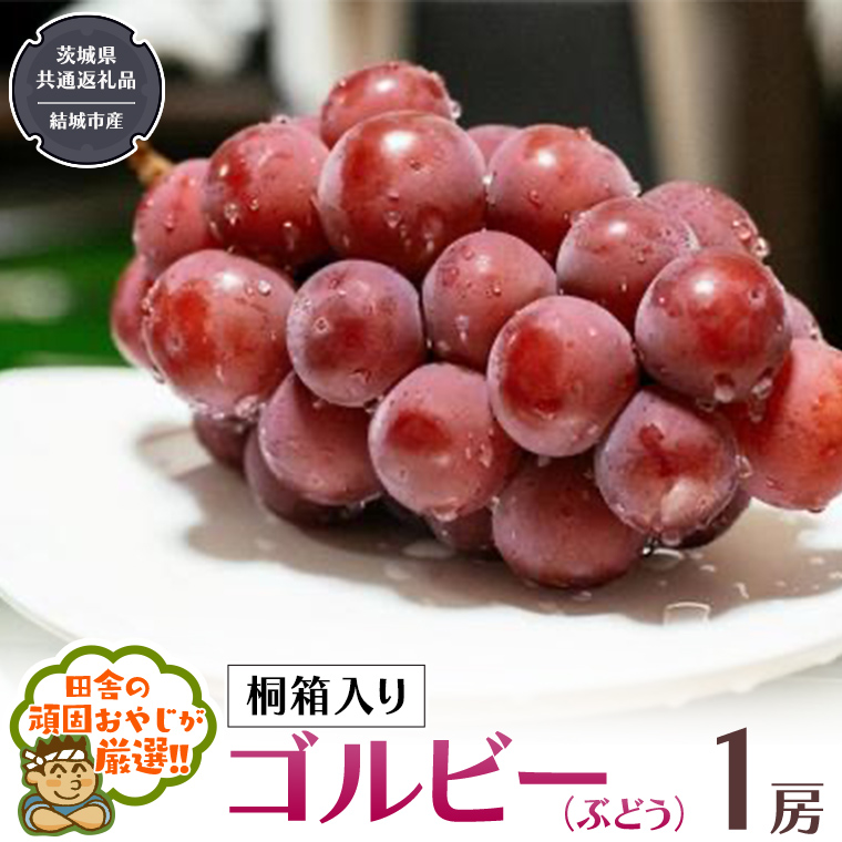 【 桐箱入り 】ゴルビー （ ぶどう ） 1房 【2026年9月から発送開始】（茨城県共通返礼品 [ぶどう]：結城市産） ぶどう ゴルビー 果物 フルーツ 季節 旬 [BI392-NT]